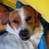 Jack-Russell-Mix Timmy sucht ein Zuhause