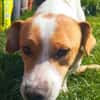 Jack-Russell-Mix Timmy sucht ein Zuhause