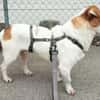 Jack-Russell-Mix Timmy sucht ein Zuhause