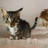 Schmusekater Rico sucht Zuhause