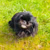 Pekingese Mix Maggie