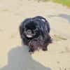 Pekingese Mix Maggie