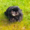 Pekingese Mix Maggie