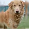 Sanfter Golden Retrievermischling