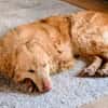 Sanfter Golden Retrievermischling
