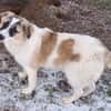 ELFIE -rundum tolles Hundekind-