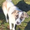 ELFIE -rundum tolles Hundekind-