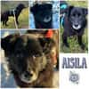 AISILA * sanfte ruhige Hündin