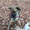 Scheues Hundekind Lucy sucht Heimat