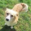 ZONIK -verschmuster Familienhund-