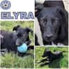ELYRA -rundum tolles Hundekind-