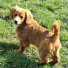 SIDONA -Rundum tolles Hundekind-