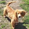 SIDONA -Rundum tolles Hundekind-