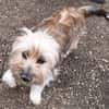 ERNI -verschmuster Familienhund-