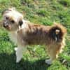 ERNI -verschmuster Familienhund-