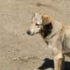 Sandy sucht ein Zuhause