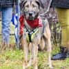 Anouk - Hund mit Herz sucht Mensch mit V