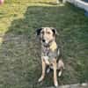 Anouk - Hund mit Herz sucht Mensch mit V