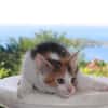 CHAT–COOL, chaton femelle européen