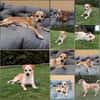 Beagle Pinscher Mischling (w) sucht