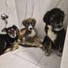 3 hübsche Mischlingswelpen