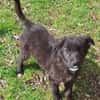 SOLON -rundum tolles Hundekind-