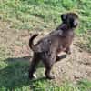 SOLON -rundum tolles Hundekind-