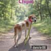 CHIPIE