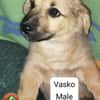Vasko