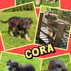 süßes Welpenmädchen Cora auf PS 92348