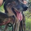 Lobo, sanfter Riese sucht Einzelplatz