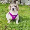 Basset Beagle mix Super freundlich