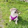 Basset Beagle mix Super freundlich
