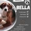 Bella sucht ein neues Zuhause