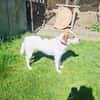 Super liebe Lilly sucht neues Zuhause