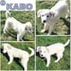 KABO -Rundum tolles Hundekind-