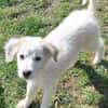 KABO -Rundum tolles Hundekind-