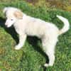 KABO -Rundum tolles Hundekind-