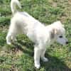 KABO -Rundum tolles Hundekind-