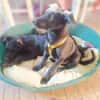 LUZIO -rundum tolles Hundekind-
