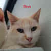 Ron