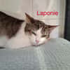 LAPONIE