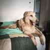 Golden Retriever Raffi sucht ein Zuhause
