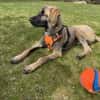 Samson - sanfter Hund sucht sein Zuhause