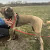 Samson - sanfter Hund sucht sein Zuhause