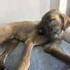 Samson - sanfter Hund sucht sein Zuhause