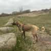 Samson - sanfter Hund sucht sein Zuhause