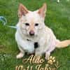 Aldo süßer kleiner Hundesenior 10-11 J.