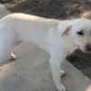 LIMA - geb. ca. 04/2023 - Labrador Mix
