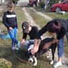 Ozzy, sanfter Riese sucht neues Zuhause